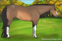 Horse Color:Buckskin 
