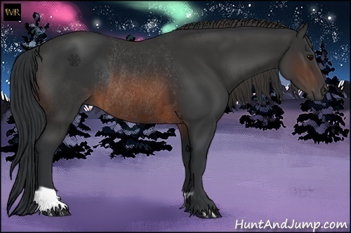 Horse Color:Brown Rabicano and Brown Rabicano