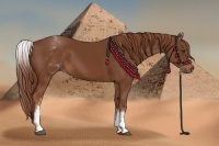 Horse Color:White Spotted Chestnut Sabino