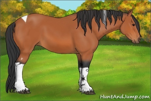 Horse Color:Bay Tobiano 
