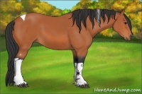 Horse Color:Bay Tobiano 
