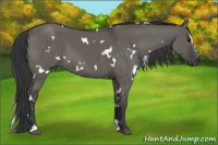 Horse Color:White Spotted Grullo Sabino 