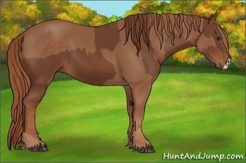 Horse Color:Chestnut  and Chestnut Splash 