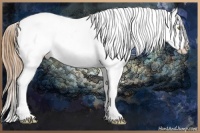 Horse Color:Red Dun Pearl Splash Appaloosa