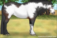 Horse Color:Brown Frame Rabicano 