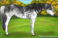 Horse Color:Gray White Spotted Black  and Gray White Spotted Black 