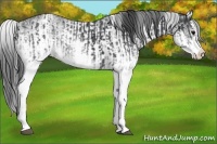 Horse Color:White Spotted Black and White Spotted Black Splash
