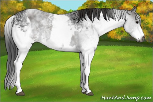 Horse Color:Gray White Spotted Smoky Black  and Gray White Spotted Smoky Black Splash 
