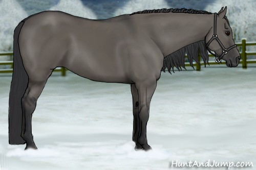 Horse Color:Grullo 