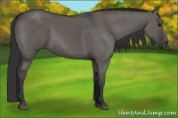 Horse Color:Grullo 
