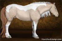Horse Color:Buckskin Pearl Tobiano