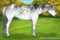 Horse Color:Gray White Spotted Black and Gray White Spotted Black Splash