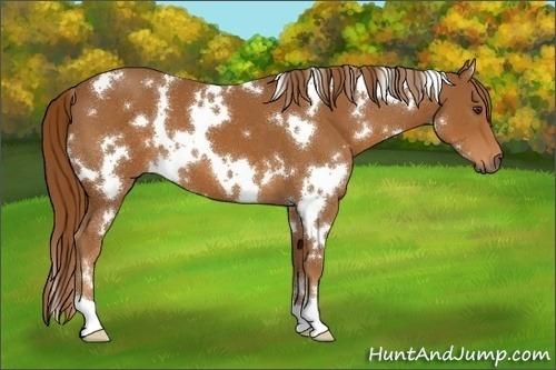 Horse Color:White Spotted Chestnut 