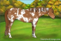 Horse Color:White Spotted Chestnut 