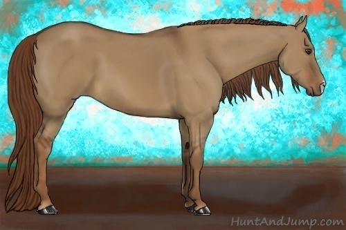 Horse Color:Red Dun 