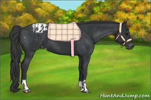 Horse Color:Black  and Black Varnish 