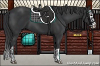 Horse Color:Black and Black Splash