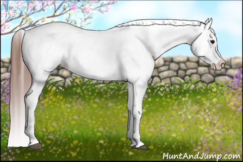 Horse Color:White Spotted Brown Frame Varnish Rabicano and White Spotted Brown Frame Varnish Rabicano