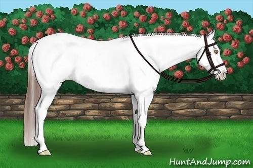 Horse Color:Amber Champagne Sabino Appaloosa and Amber Champagne Sabino Frame Appaloosa