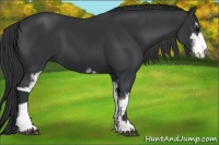 Horse Color:Black Sabino  and Black Sabino 