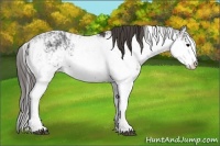 Horse Color:Black Sabino  and Smoky Black Sabino 