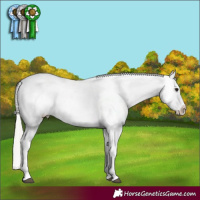 Horse Color:White Spotted Silver Brown Blanket 