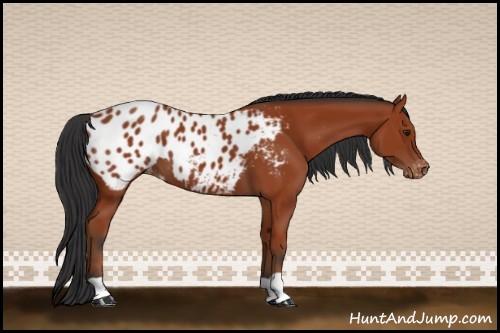Horse Color:Brown Appaloosa 