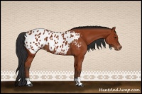 Horse Color:Brown Appaloosa