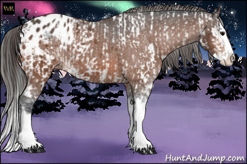 Horse Color:Bay Sabino Splash Appaloosa  and Bay Sabino Splash Appaloosa Rabicano 