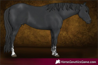 Horse Color:Black Sabino and Black Sabino