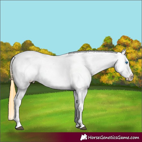 Horse Color:White Spotted Smoky Black Splash Snowflake VarnishRabicano