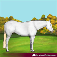 Horse Color:White Spotted Smoky Black Splash Appaloosa Rabicano 