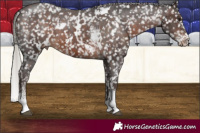 Horse Color:White Spotted Silver Brown Sabino Snowflake Varnish
