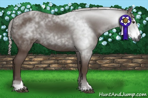 Horse Color:Gray Chestnut Sabino