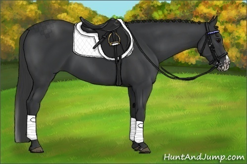 Horse Color:Black Sabino  and Black Sabino Splash 