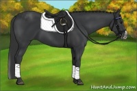 Horse Color:Black Sabino  and Black Sabino Splash 