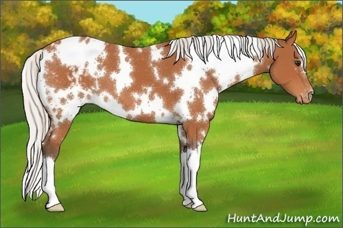Horse Color:White Spotted Silver Bay Varnish