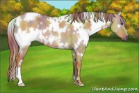 Horse Color:Nacre White Spotted Red Dun 