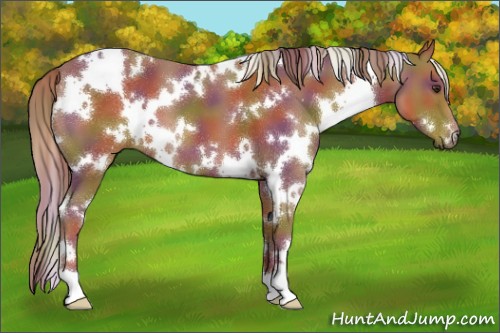 Horse Color:Nacre White Spotted Chestnut 