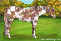 Horse Color:Nacre White Spotted Chestnut 