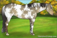 Horse Color:White Spotted Liver Red Dun