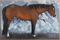 Horse Color:Bay Sabino