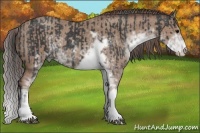 Horse Color:Black Sabino  and Classic Champagne Sabino 