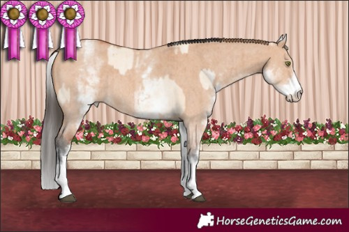 Horse Color:White Spotted Bay Pearl Dun Sabino Rabicano Brindle  and White Spotted Bay Dun Sabino Rabicano Brindle 
