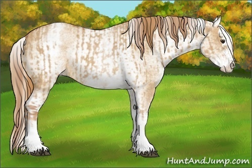 Horse Color:White Spotted Red Dun Sabino Rabicano  and White Spotted Red Dun Sabino Splash Rabicano 