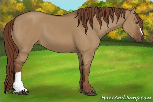 Horse Color:Red Dun 