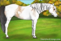 Horse Color:White Spotted Bay Dun Rabicano and White Spotted Bay Dun Rabicano