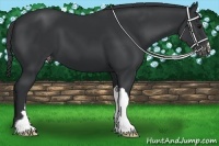Horse Color:Black Appaloosa