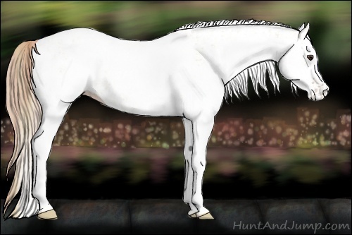 Horse Color:White Spotted Red Dun Rabicano and White Spotted Red Dun
