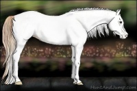 Horse Color:White Spotted Red Dun Rabicano and White Spotted Red Dun